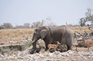 Afrika savanasındaki filler
