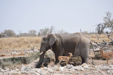 Etoşa safari parkında bir grup fil. Namibya.