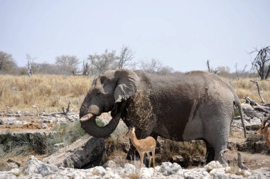 Afrika 'daki Kruger Ulusal Parkı' ndaki fil.