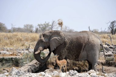 Kruger Milli Parkı içinde Afrika fili