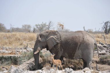 Afrika fili, Loxodonta Africana, Etoşa Ulusal Parkı