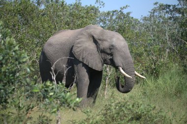 Büyük Afrika fili (loxodonta africana) ormanda yürüyor