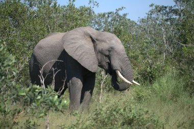 Savanadaki büyük Afrika fili.
