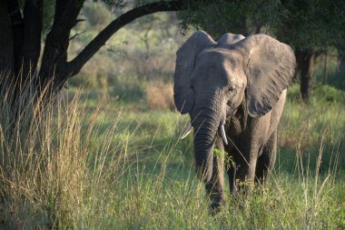 Afrika fili Kruger Ulusal Parkı, Güney Afrika