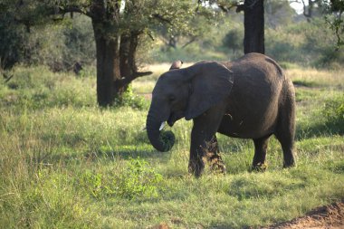 Güney Afrika 'da Savannah fil
