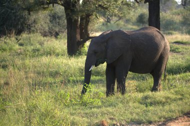 Güneşli bir sabahta Zimbabwe bozkırındaki fil.