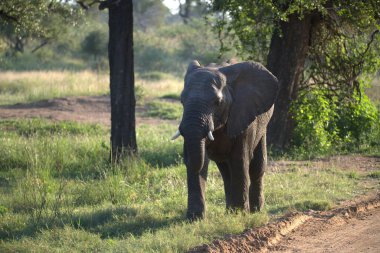 Loxodonta Africana Ulusal Parkı 'ndaki Afrika fili
