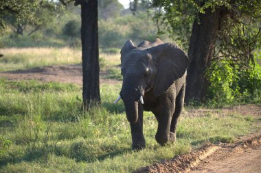 Güney Afrika 'daki Kruger Ulusal Parkı' nda büyük siyah fil.