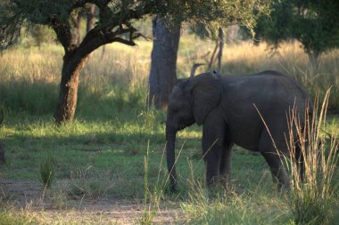 Kruger Ulusal Parkı 'ndaki fil, Güney Afrika