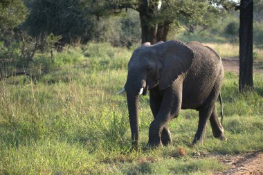 Kenya savanındaki fil