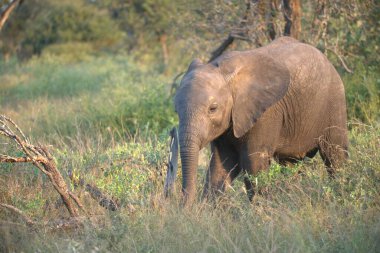 Afrika fili Güney Afrika 'daki Kruger Ulusal Parkı' nda.