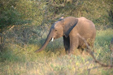 Savanadaki fil, Afrika