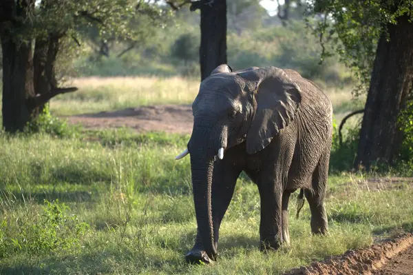 Kenya savanındaki Afrika fili