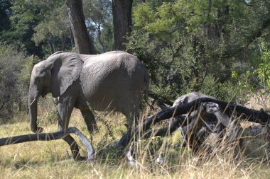 Afrika çalılıklarında fil