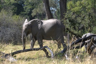 Kenya savanındaki fil