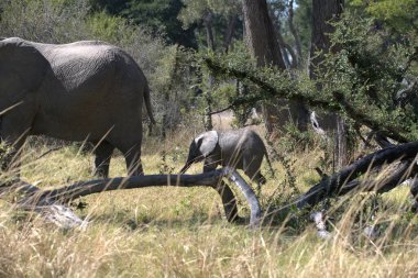 Genç bir Afrika filinin güzel bir fotoğrafı.
