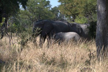 Güney Afrika 'daki Kruger Ulusal Parkı' ndaki fil.