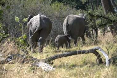 Afrika fili doğada.