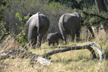 Afrika bozkırlarında bir fil sürüsü.