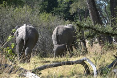 Savannah Afrika filleri