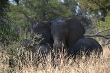 Afrika fili Güney Afrika 'daki Kruger Ulusal Parkı' nda.