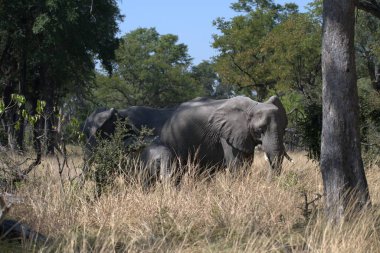 Parktaki Afrika filleri