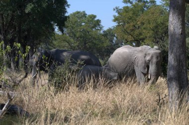 Afrika 'daki Afrika savanındaki fil.