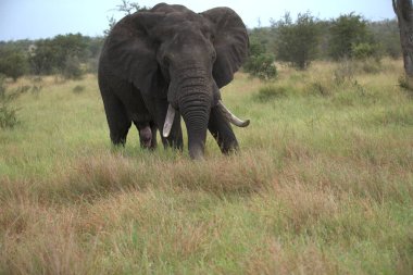 Afrika 'da bir fil Kenya savanasında