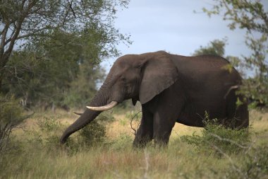Kruger Park 'taki Afrika fili