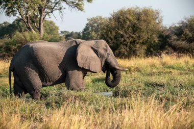 Büyük bir Afrika fili çimenlerde yürüyor.