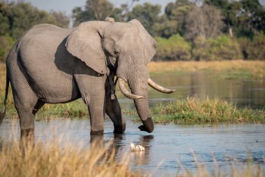 Afrika savanındaki fil.