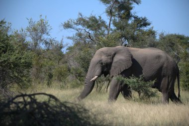 Kenya bozkırında büyük bir fil