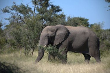 Güney Afrika 'daki Kruger Ulusal Parkı' nda büyük bir fil.