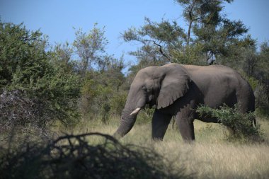 Savanadaki fil