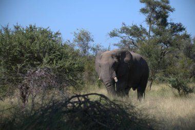 Afrika fili Loxodonta Africana Ulusal Parkı, Kruger Parkı, Güney Afrika