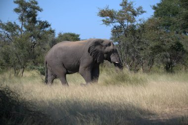 Kenya savanındaki fil