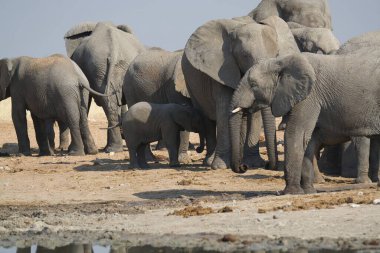 Afrika savanasındaki filler