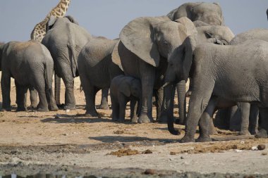 Filler ziyarette200 grup