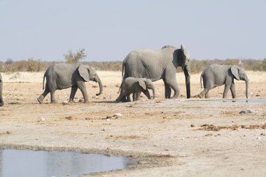 Suda yürüyen bir grup Afrikalı vahşi fil.