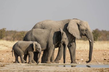 Afrika fili Kruger Park, Güney Afrika 'da. Antidae familyasından Loxodonana Africas familyasından.