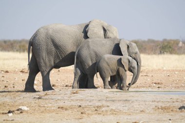 Namibya 'daki fil