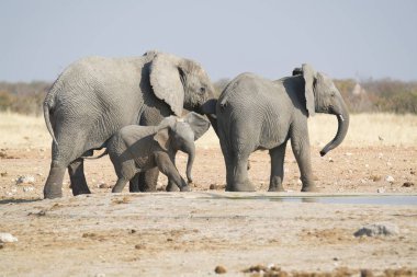 Afrika savanasındaki filler