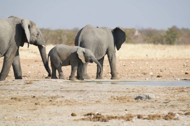 Afrika fili, Loxodonta Africana, Etoşa Ulusal Parkı, Namibya 'daki çukurda içme suyu..