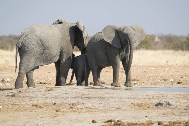 Afrika filinin üzerindeki filler