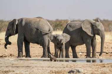 Afrika savanasındaki filler