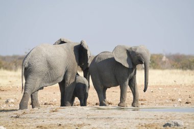 Afrika savanasındaki filler