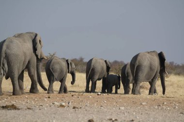 Bir grup Afrika fili (donta donta ana africta) parkta, namibya, afrika