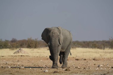 Kuru otların arasında bir Afrika filinin yakın çekimi.