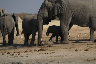 Doğadaki fil ailesi.