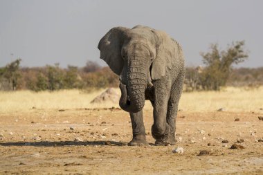 Savanada yürüyen bir fil